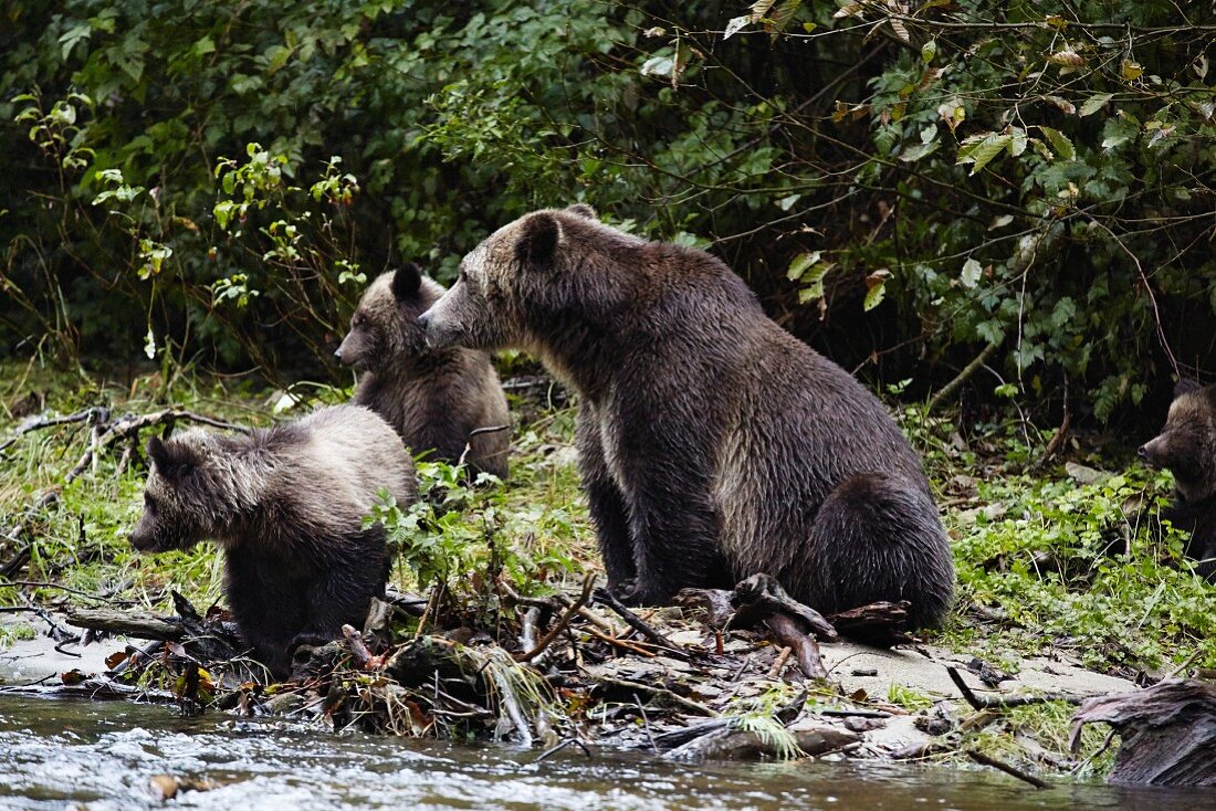 Grizzyl-Bärenmutter mit ihren 3 Jungen, Glendale Cove, Kanada