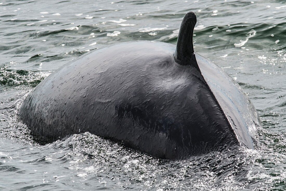 Wal vor der Atlantikküste, Riviere-du-Loup, Quebec, Kanada