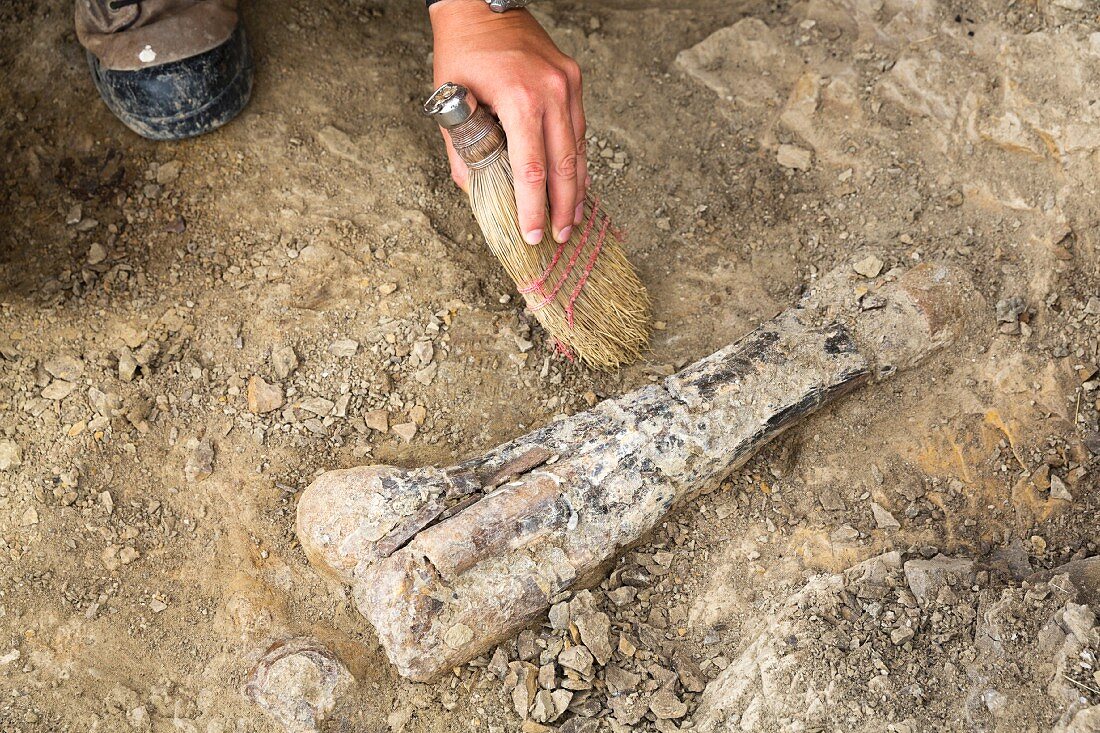 Ein Hobby-Paläontologe befreit mit Bürste einen gefundenen Knochen von Tonerde, Alberta, Nordamerika, Kanada
