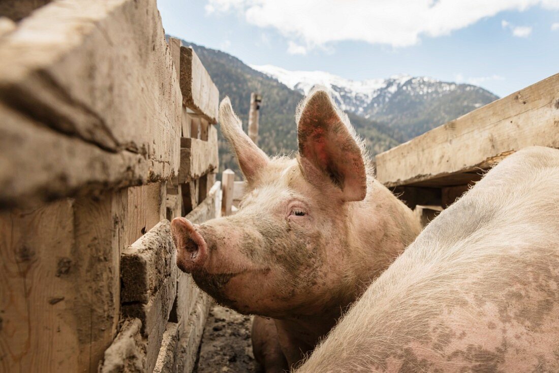 Pigs at the Hofmanufaktur Kral in South Tyrol