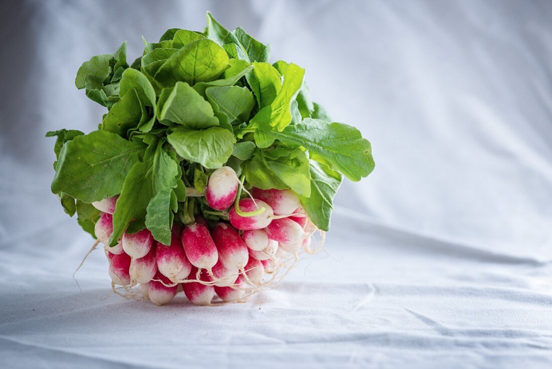 French Breakfast radishes