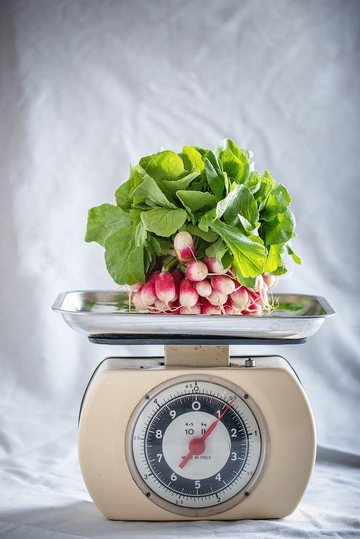 French Breakfast radishes on a set of kitchen scales
