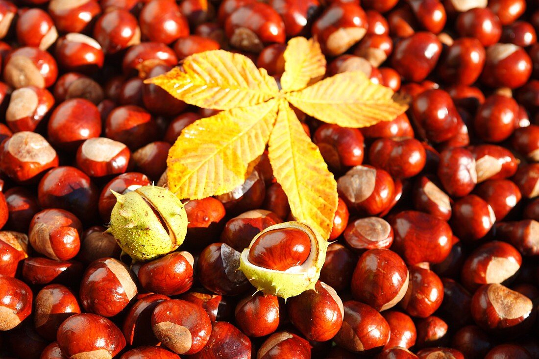 Many chestnuts with a leaf