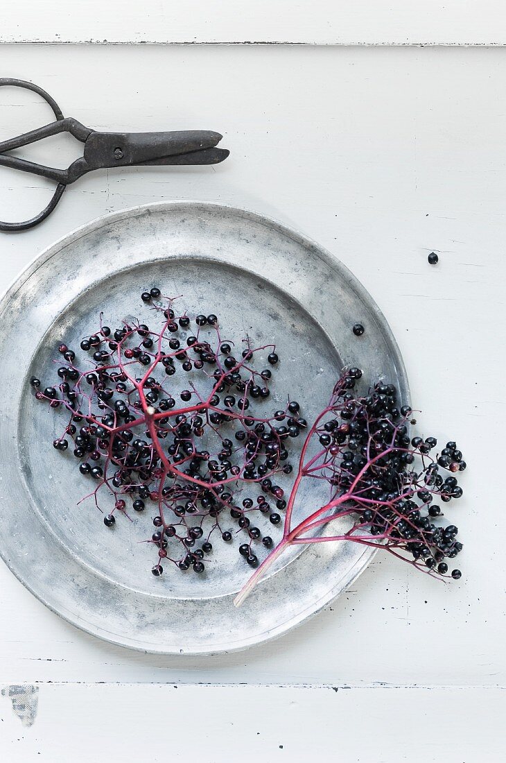 Clusters of elderberries on a pewter plate with a pair of scissors next to it