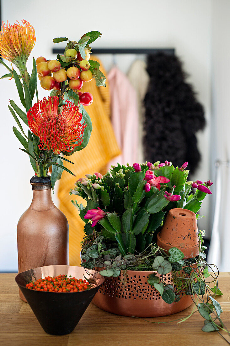 Zieräpfel und Nadelprotea in Vase und Weihnachtkakteen in dekorativer Schale