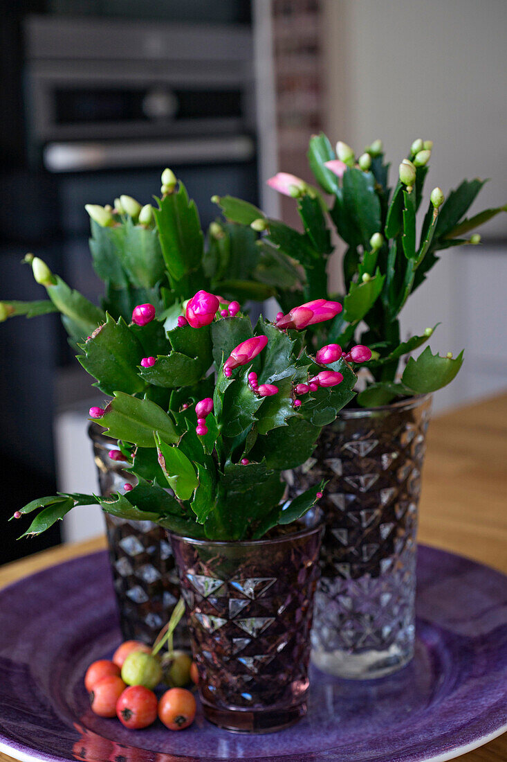 Christmas cacti with buds