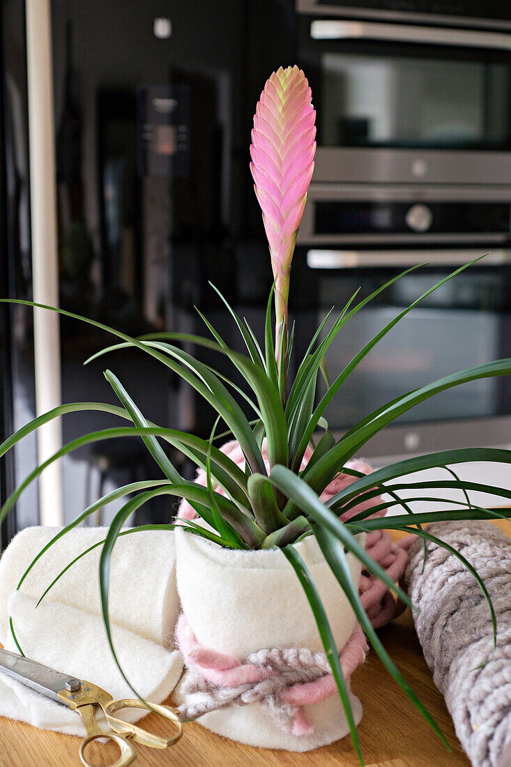 Tillandsia wrapped with woolen fabric