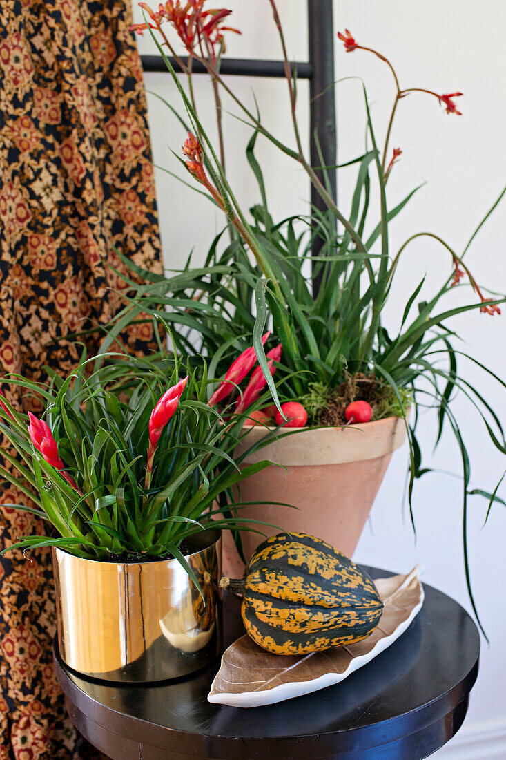 Flowering vriesea and kangaroo flower in plant pots