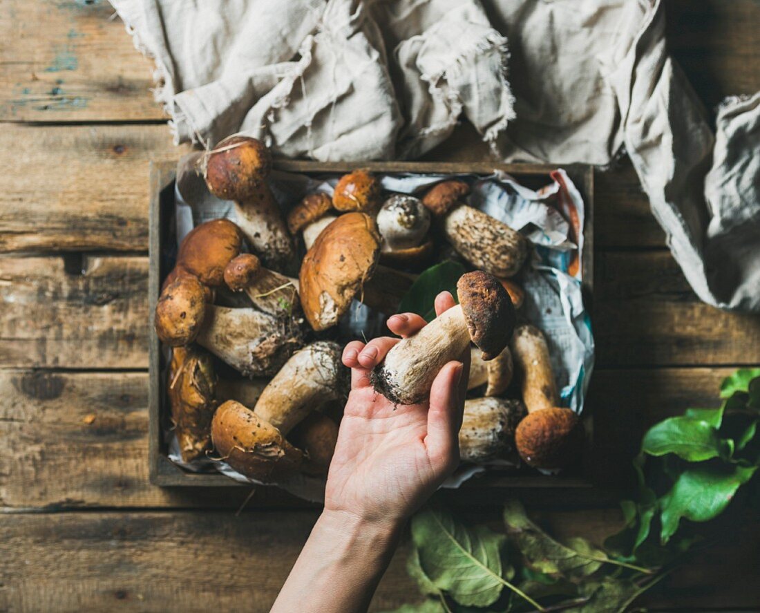 Fresh picked Porcini mushrooms in wooden tray over rustic background