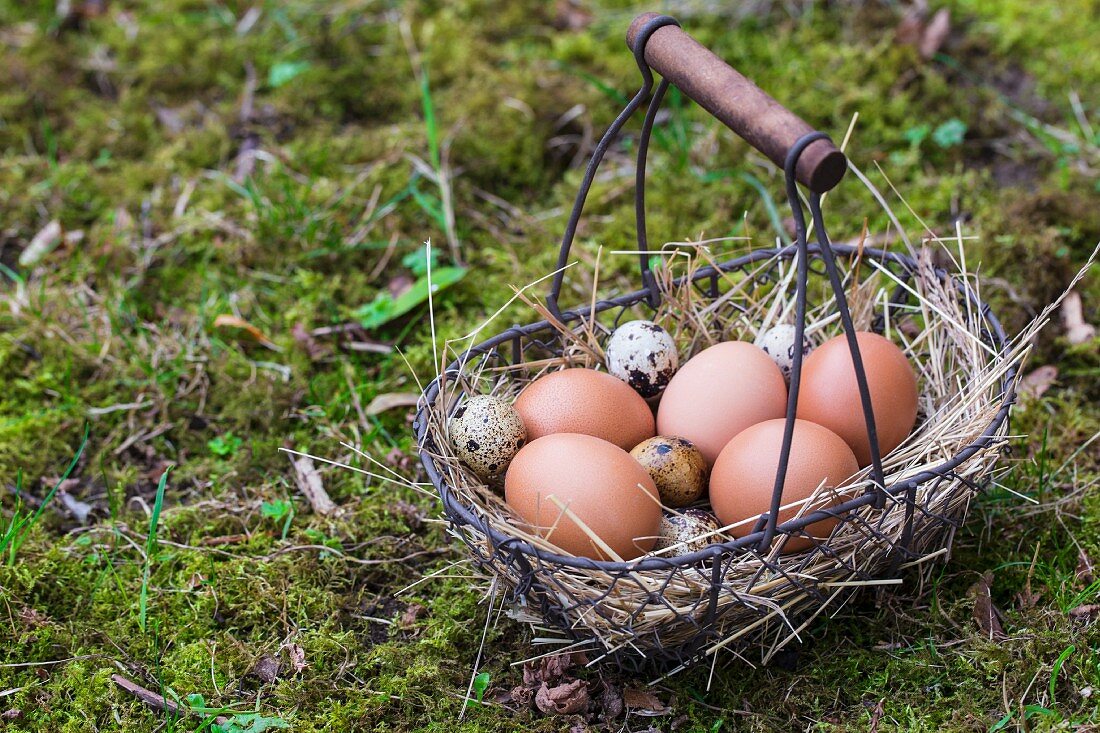 Chicken eggs and quail eggs in a wire basket