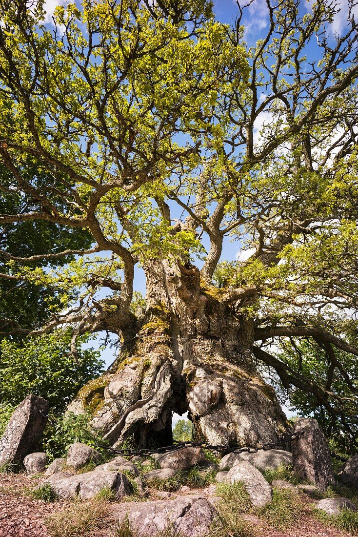 A 1000-year-old oak tree in the Norra Kvill National Park in southern Sweden