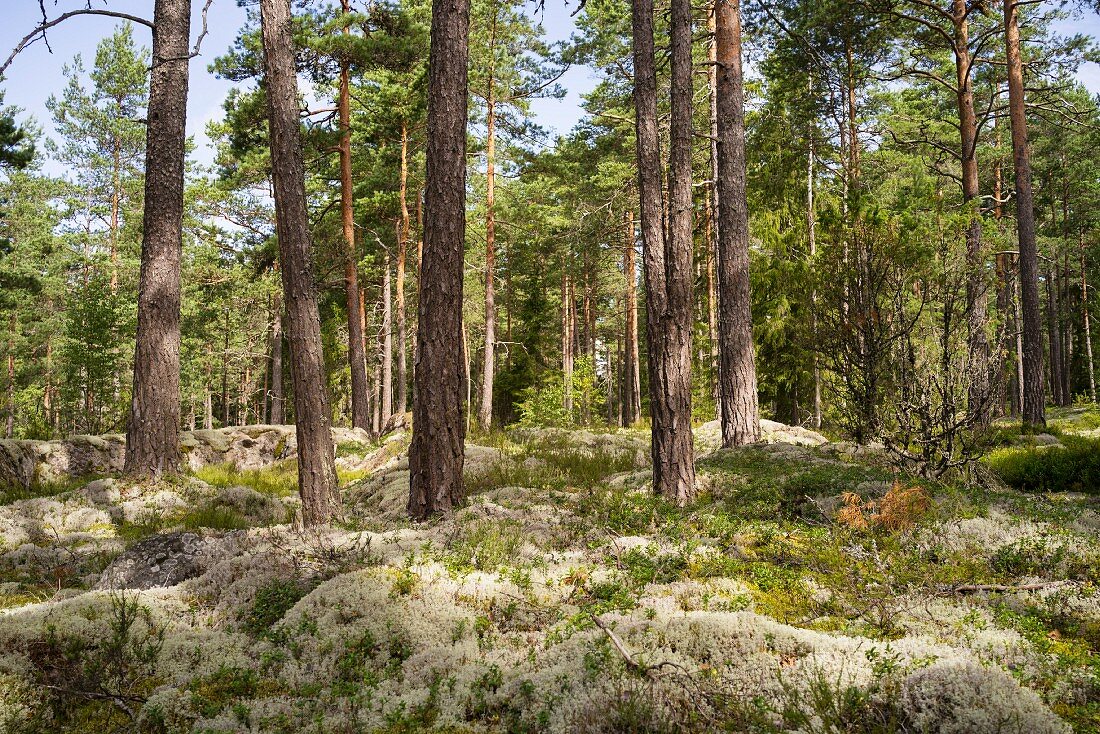 A forest in southern Sweden