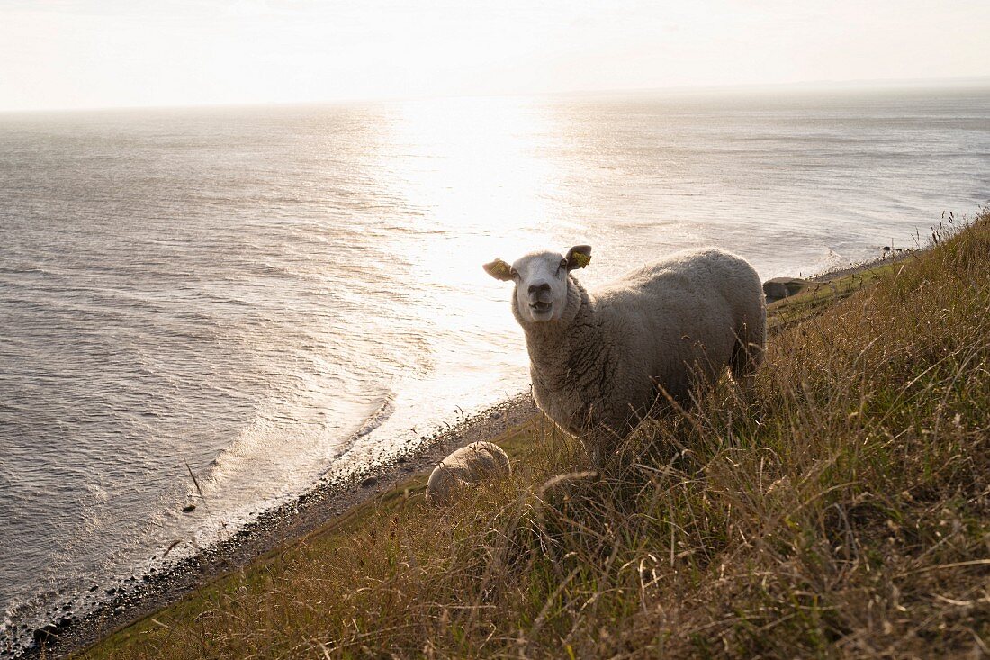 Schafe auf Öland, Südschweden