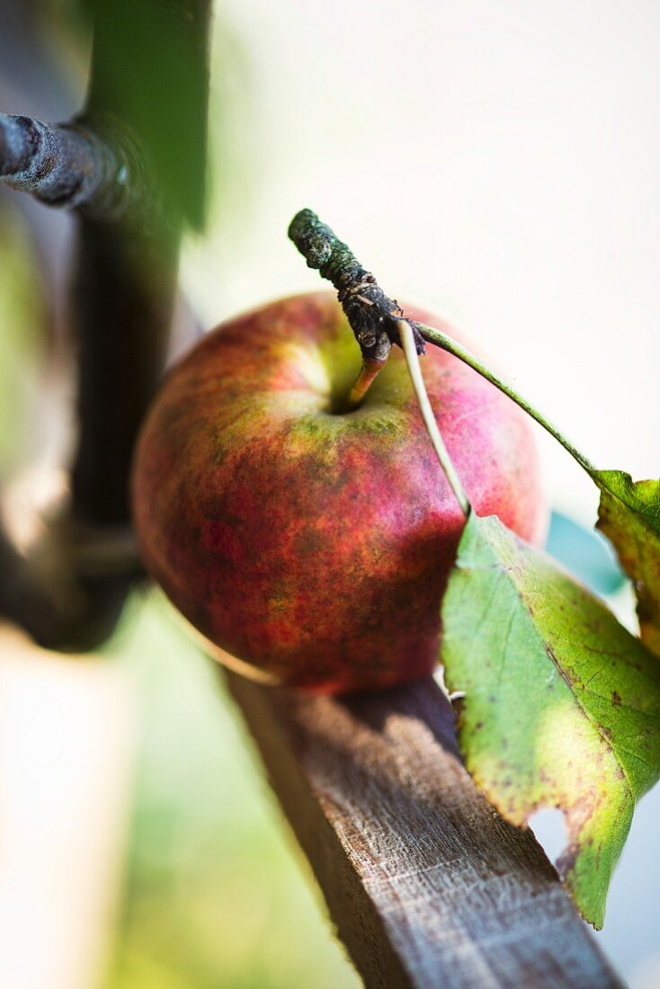 Apfel mit Stiel und Blättern