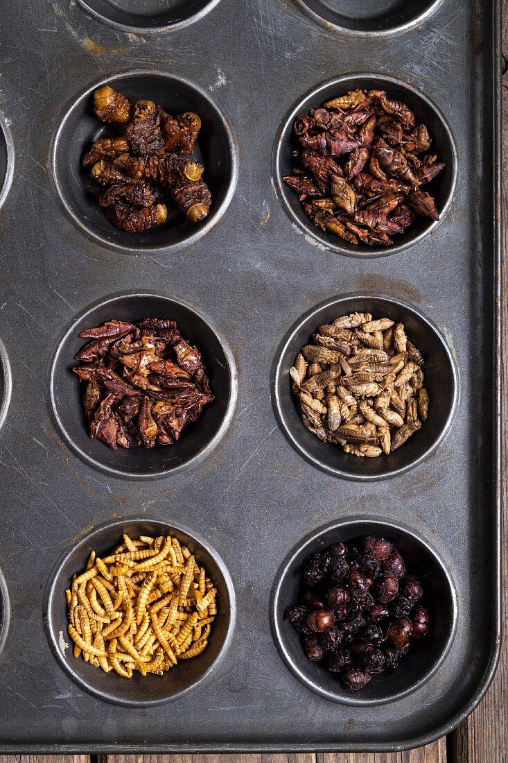Dried Mealworms, Queen Leafcutter Ants, Chapulines, Dried Crickets, Mopane Worms and Chapulines