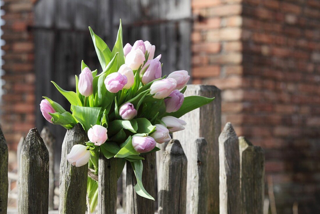 Pale pink tulips on wooden fence