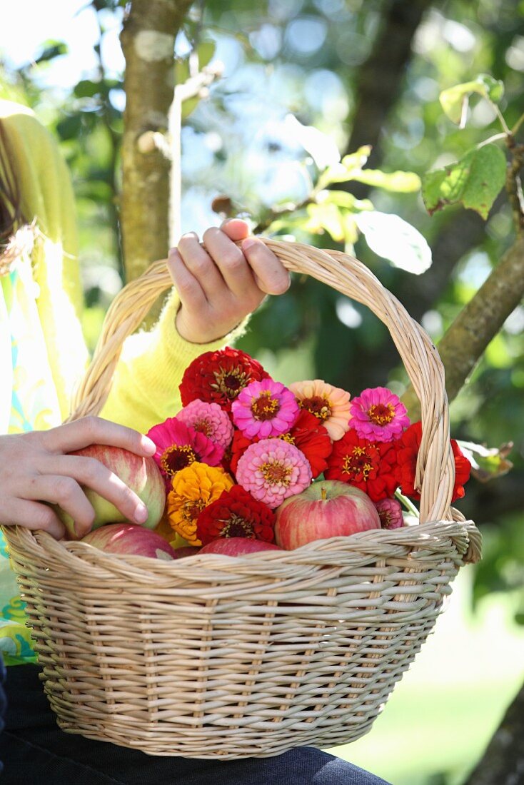 Girl holding basket of apples and zinnias