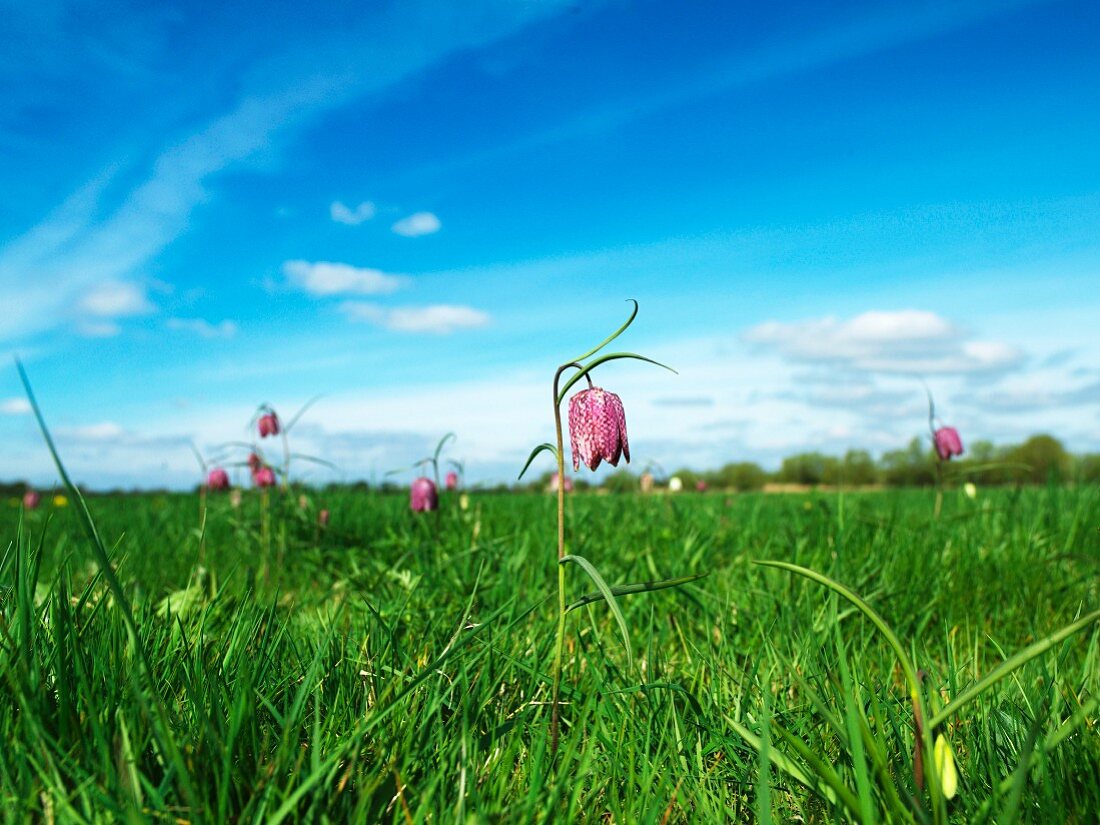 Snakes' head fritillaries in green meadow below blue sky