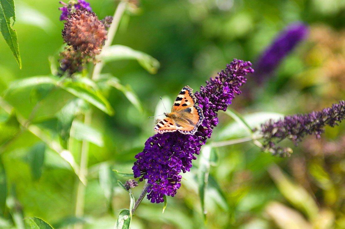 Butterfly on purple buddleia