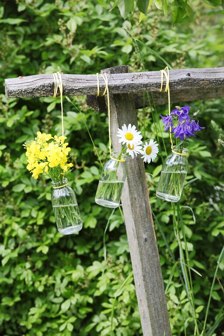 Aquilegia, rapeseed flowers and ox-eye daisies in small suspended glass bottles