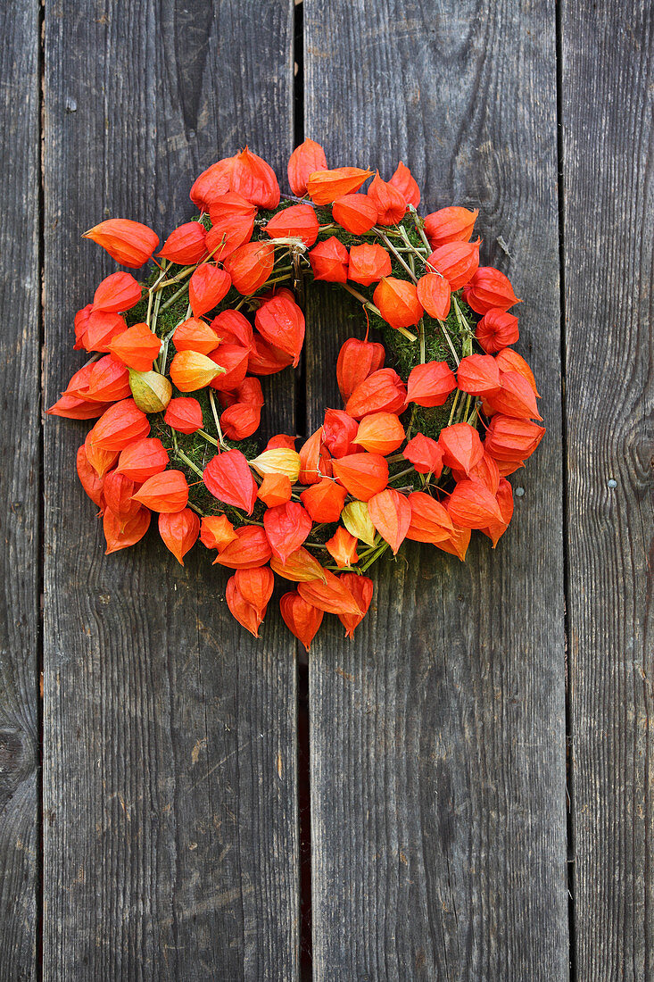 Mooskranz mit Lampionblumen an einer verwitterten Holzwand