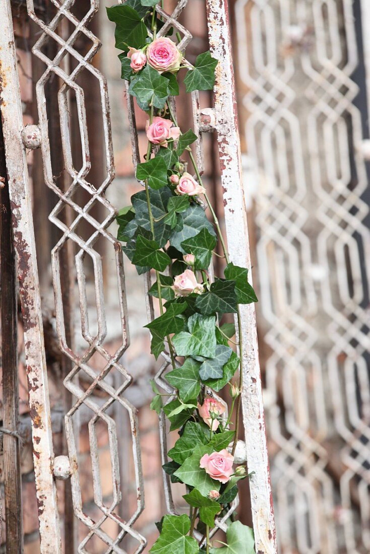Romantic garland of ivy and pink roses on vintage lattice