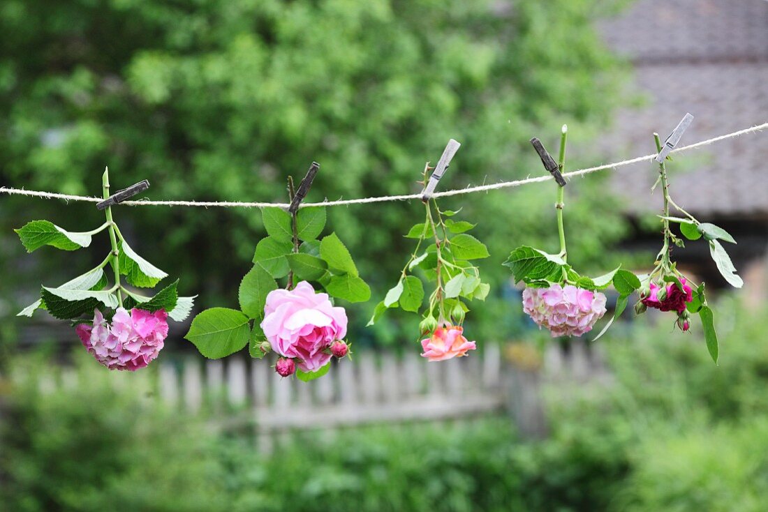 Hortensien und Rosen hängen kopfüber an einer Schnur im Garten