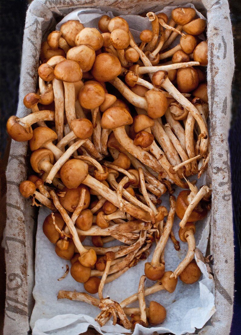 Box of fresh wild v mushrooms