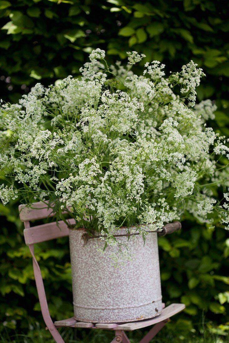 Ein Strauß Kerbelblüten im Emaileimer auf einem Gartenstuhl