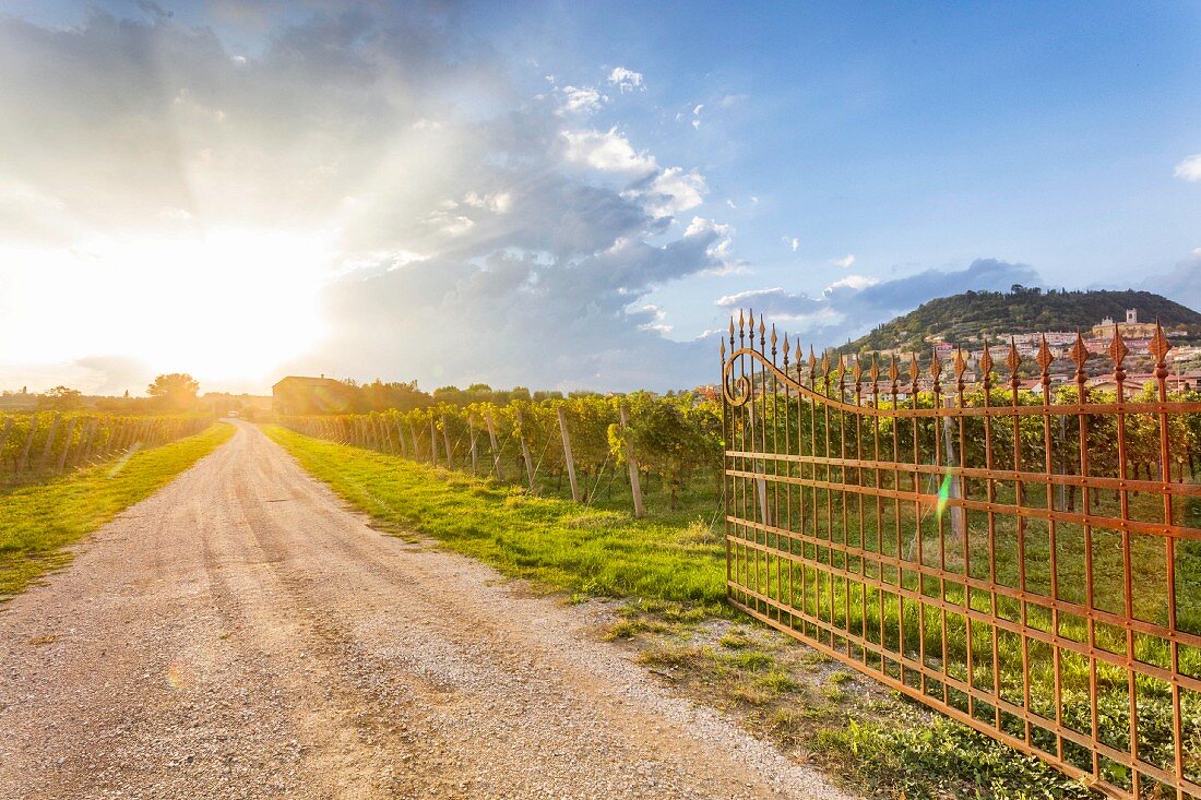 A vineyard near Cavaion Veronese in the region of Veneto, Italy