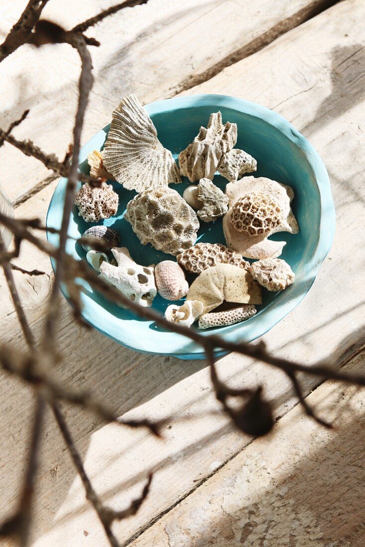 Pieces of coral and seashells in pale blue ceramic bowl on rustic piece of driftwood