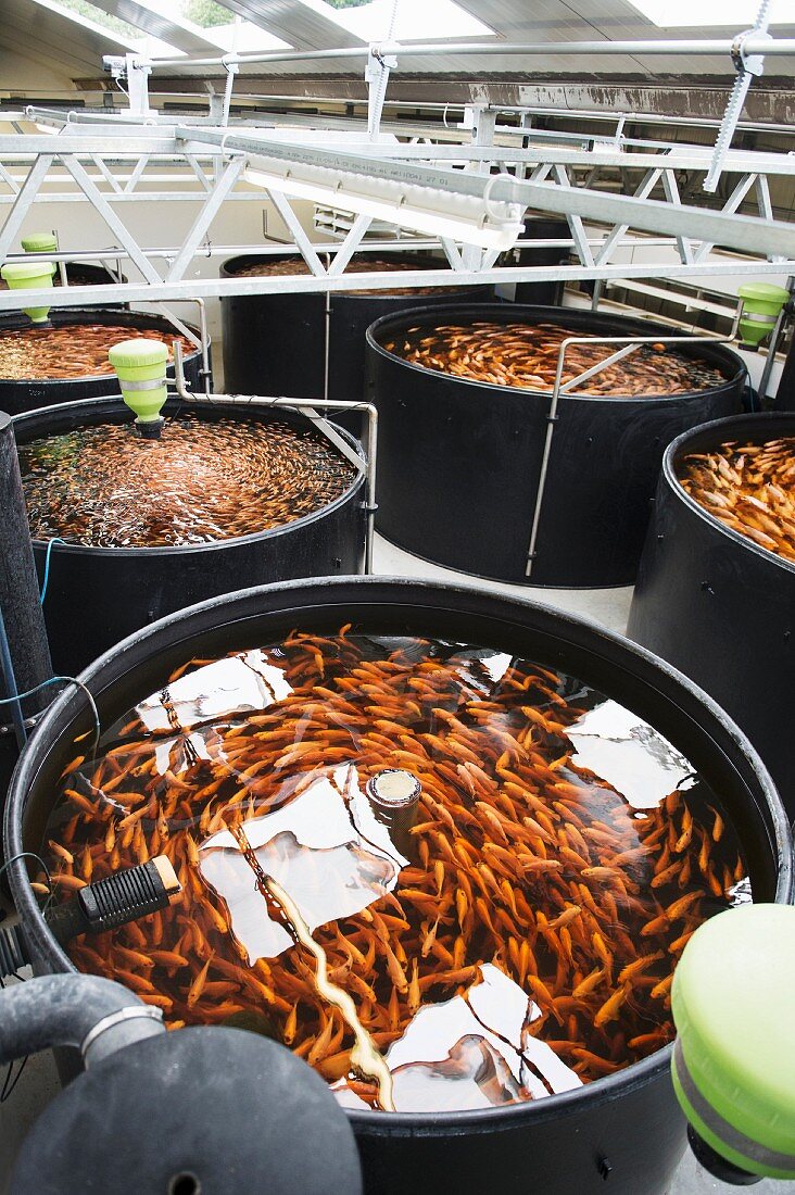 Tilapia fish at the ECF farm in Berlin, Germany