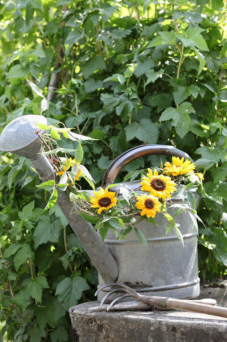 Sunflowers and clematis tendrils arranged in vintage watering can