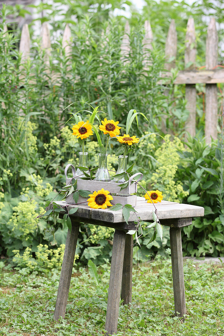 Sunflowers in glass bottles in wooden crate on wooden stool