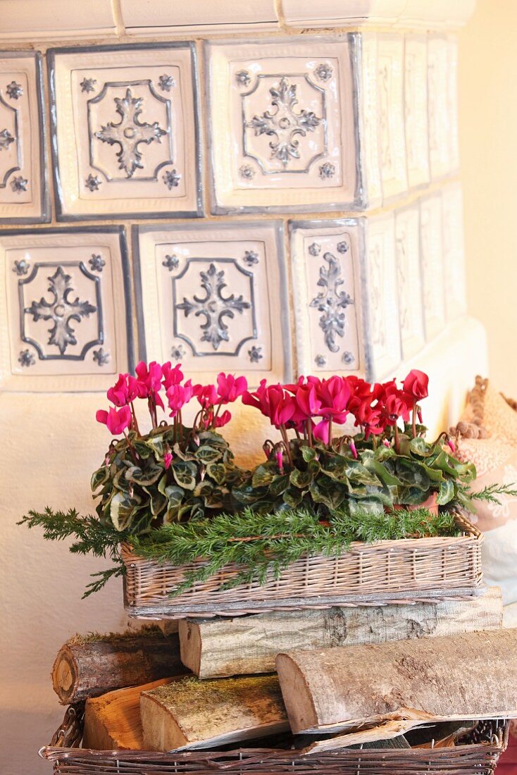 Cyclamen and juniper sprigs on wicker tray