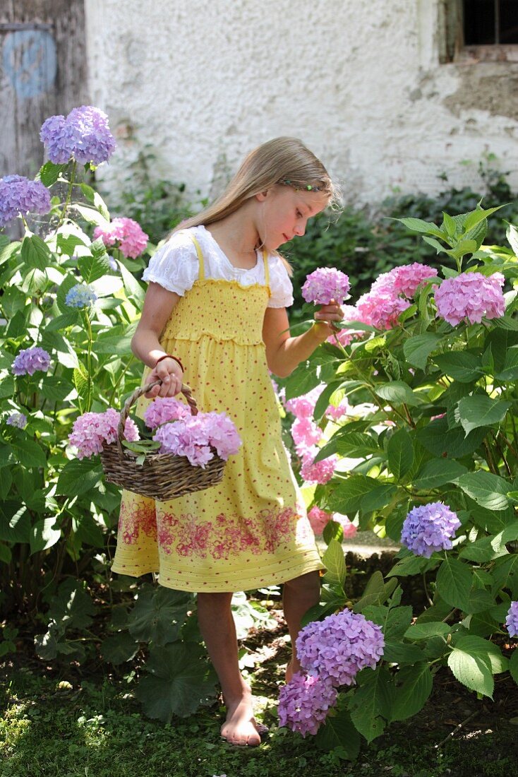 Girl holding basket picking hydrangeas in summer garden