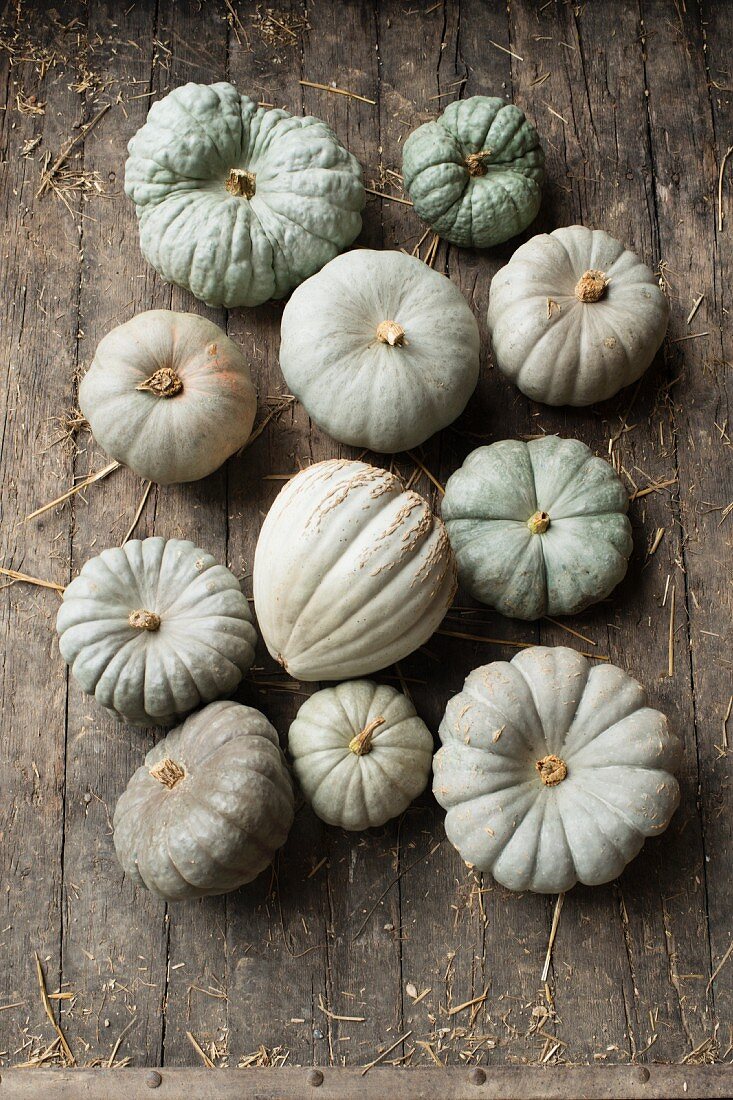 Large blue and grey pumpkins on a rustic wooden background