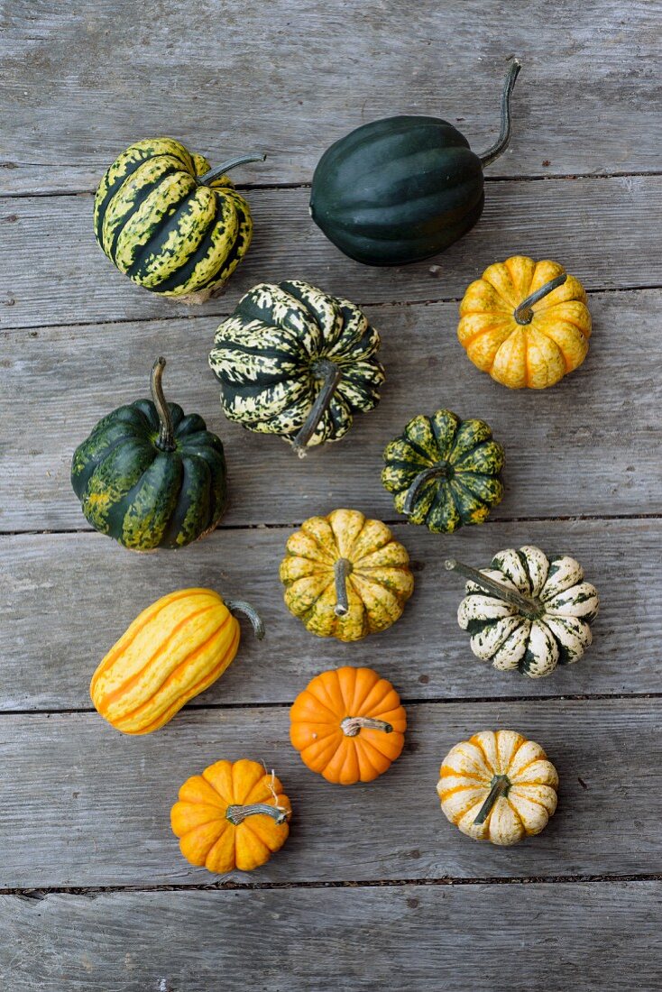 Gartenkürbisse (Cucurbita pepo)