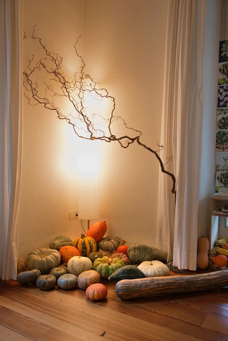 Various pumpkins in corner of brightly lit room