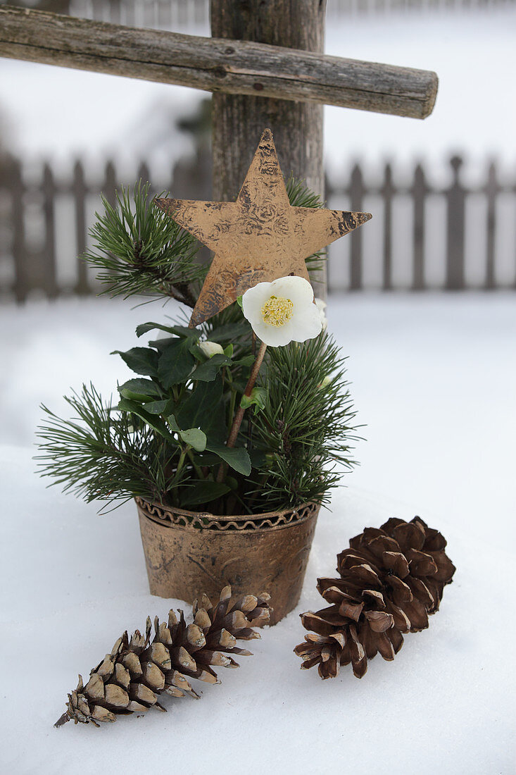 Blumentopf mit Christrosen, Kiefernzweigen und Dekostern im Schnee