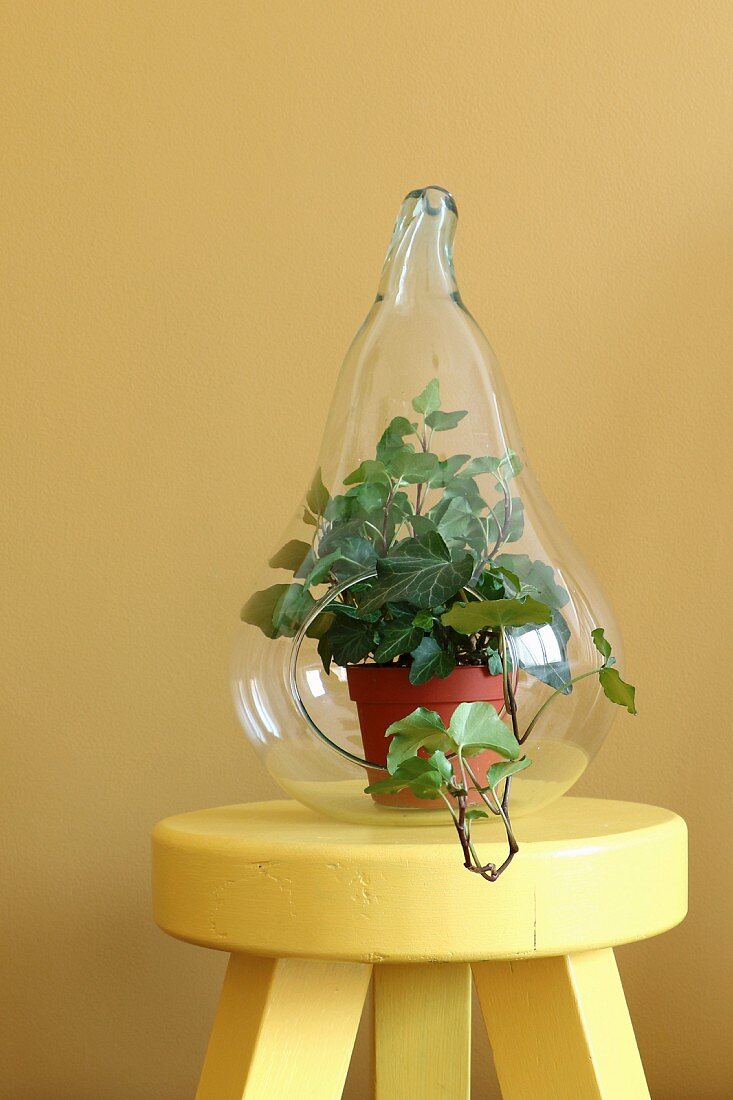 Potted ivy in pear-shaped glass terrarium on yellow stool