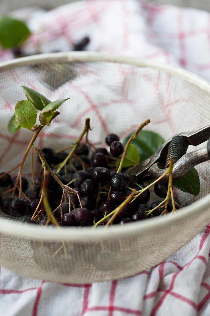 Aroniabeeren in einem Sieb