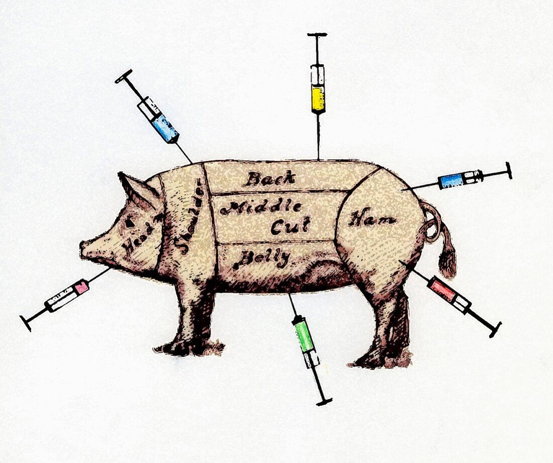 Markiertes Schwein mit Spritzen