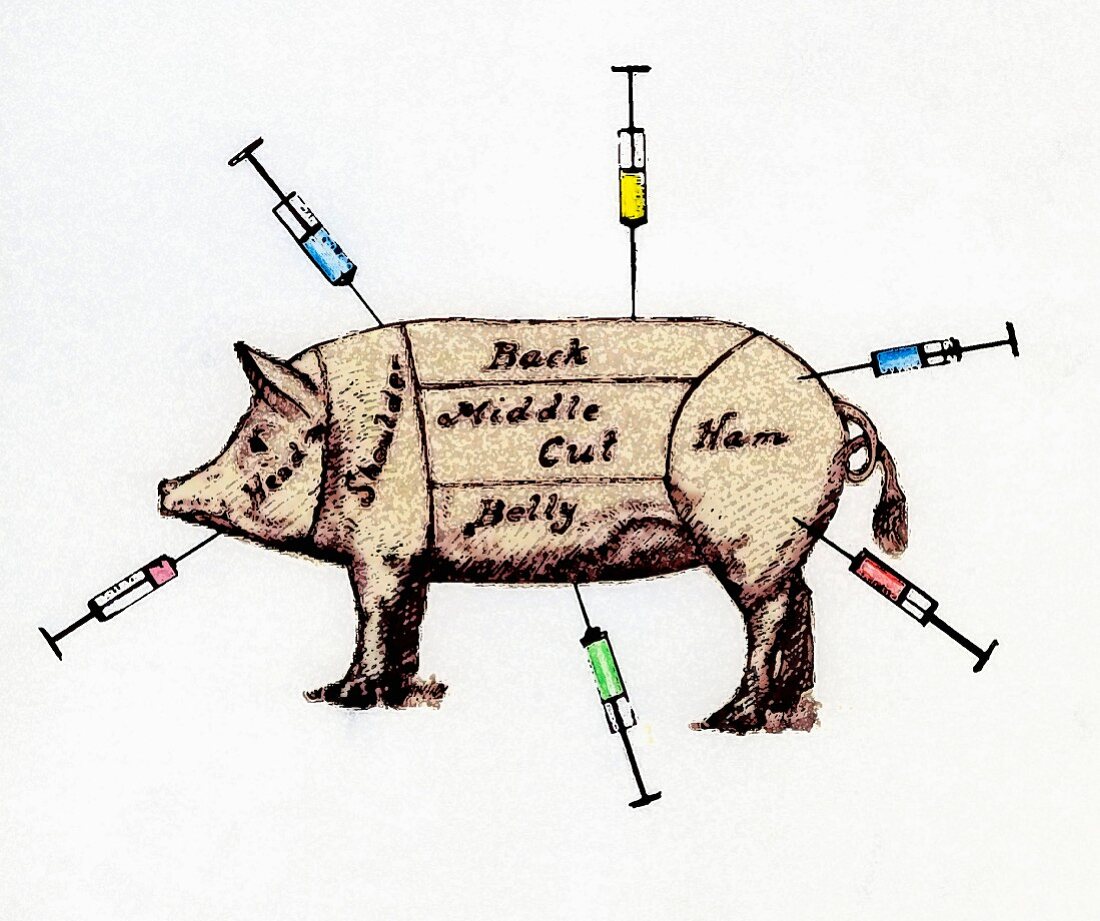 Pig marked as joints of meat with syringes sticking in