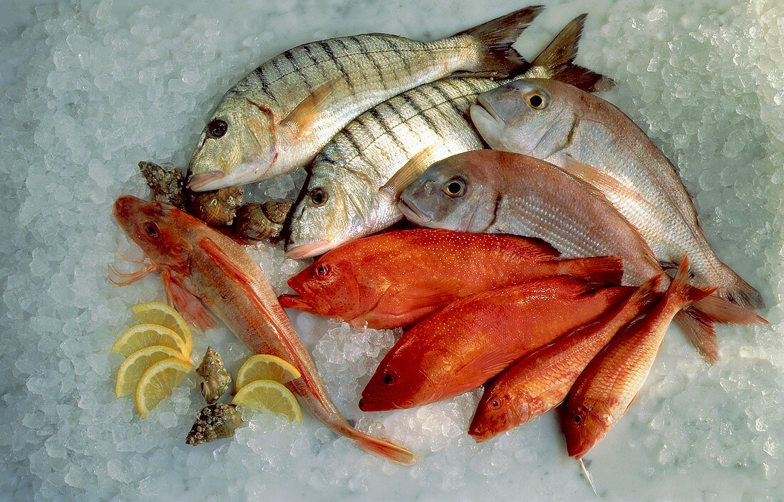 Assorted saltwater Fish on Ice