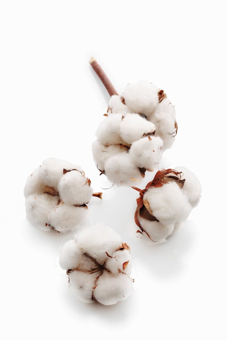 Cotton flowers