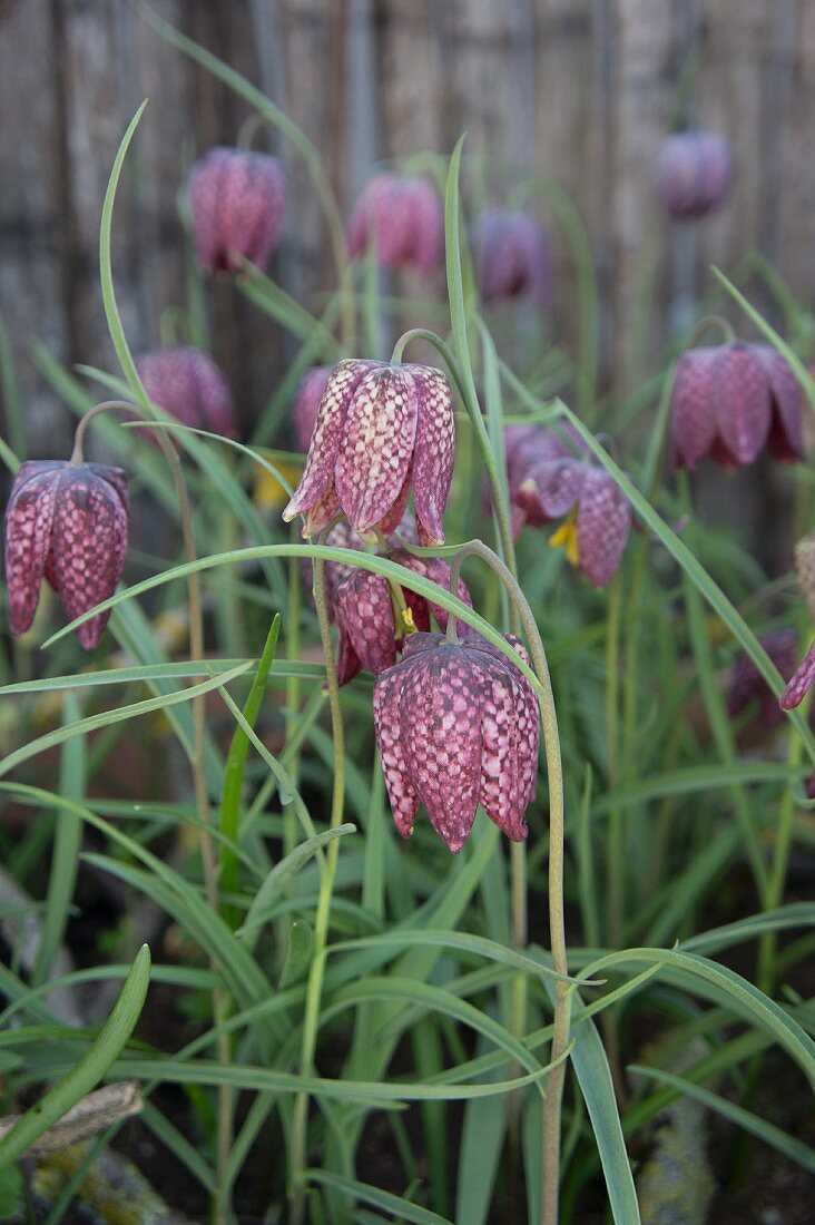 Schachbrettblumen im Garten