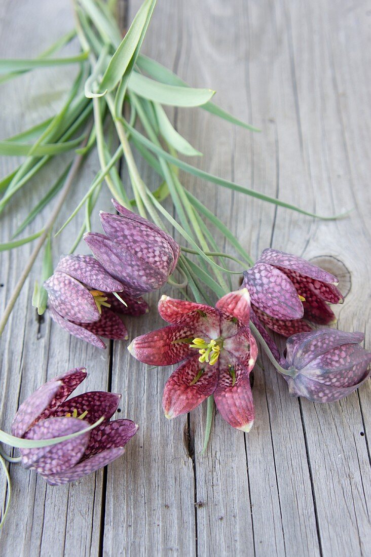 Snake's head fritillaries lying on rustic wooden surface