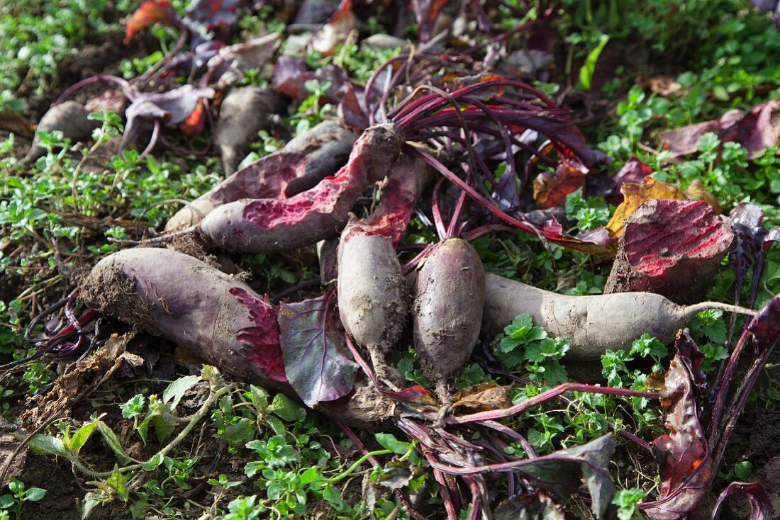 Rote Bete der Sorte Forono, von Rehen angefressen, auf dem Feld