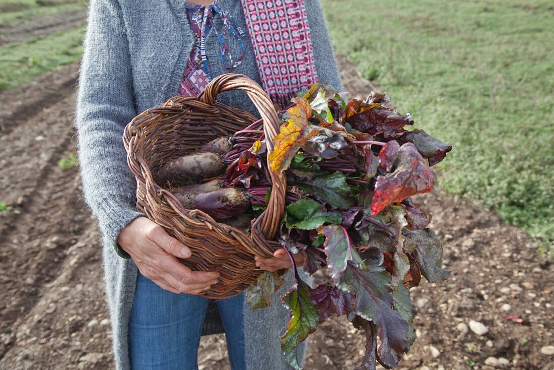 Forono beetroots in a basket